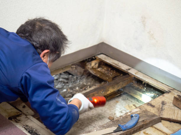Best Mold Cleaning Services  in Bismarck, ND