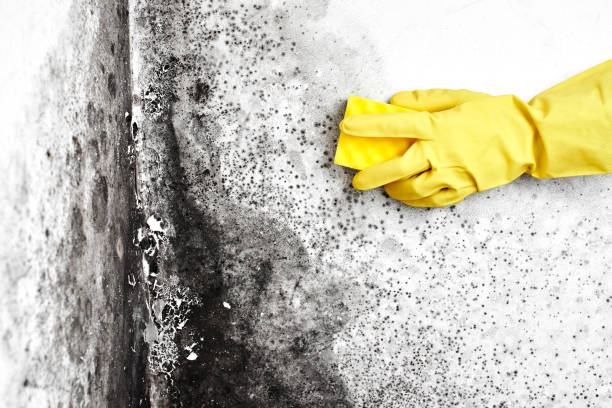 Trusted Bismarck, ND Mold Removal Experts