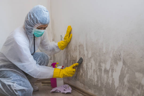 Best Crawl Space Mold Removal  in Bismarck, ND