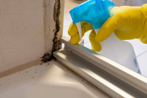 Mold Removal Process in Bismarck, ND