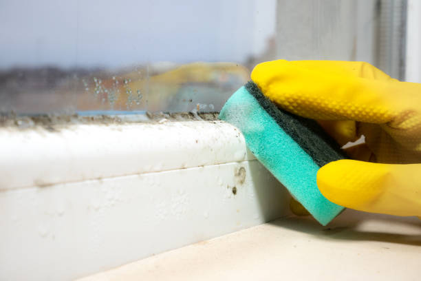 Best Fast Mold Removal  in Bismarck, ND