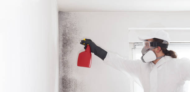Best Commercial Mold Removal  in Bismarck, ND