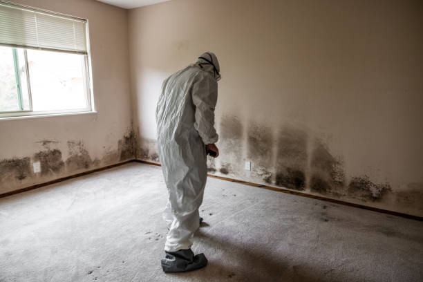 Best Residential Mold Removal  in Bismarck, ND