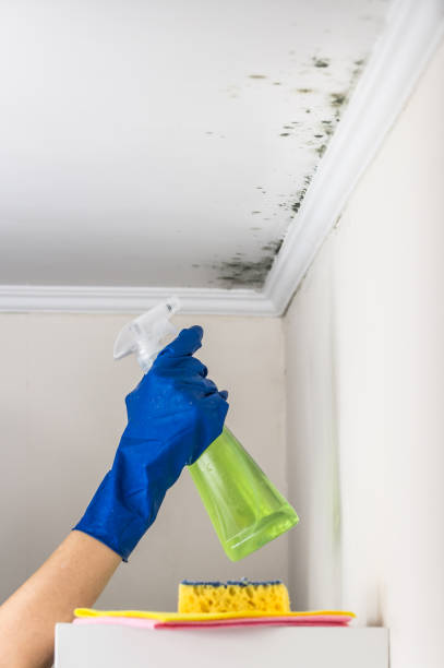 Best Attic Mold Removal  in Bismarck, ND