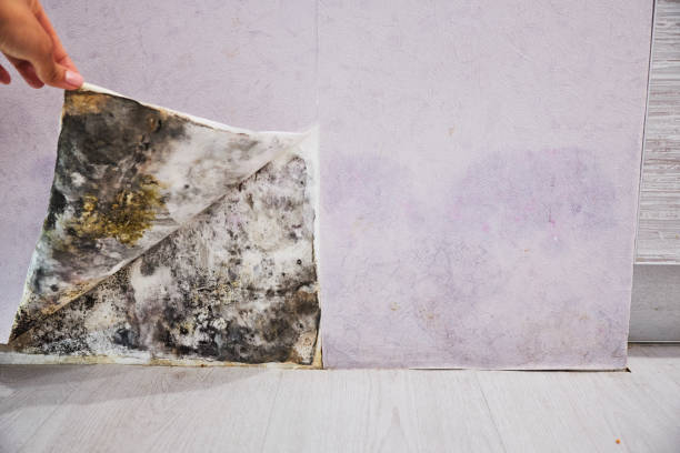 Mold Testing and Removal in Bismarck, ND